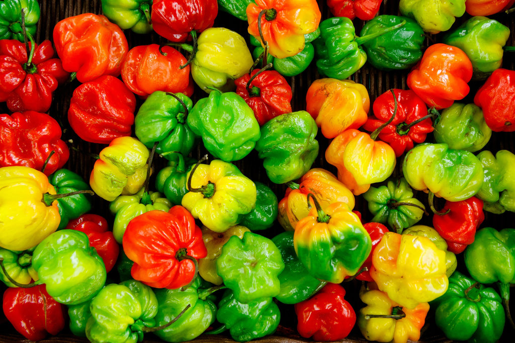 Scotch bonnet cultivation business course Batch 04