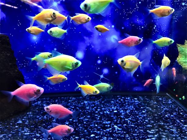 FISH BREEDING COURSE BATCH 21