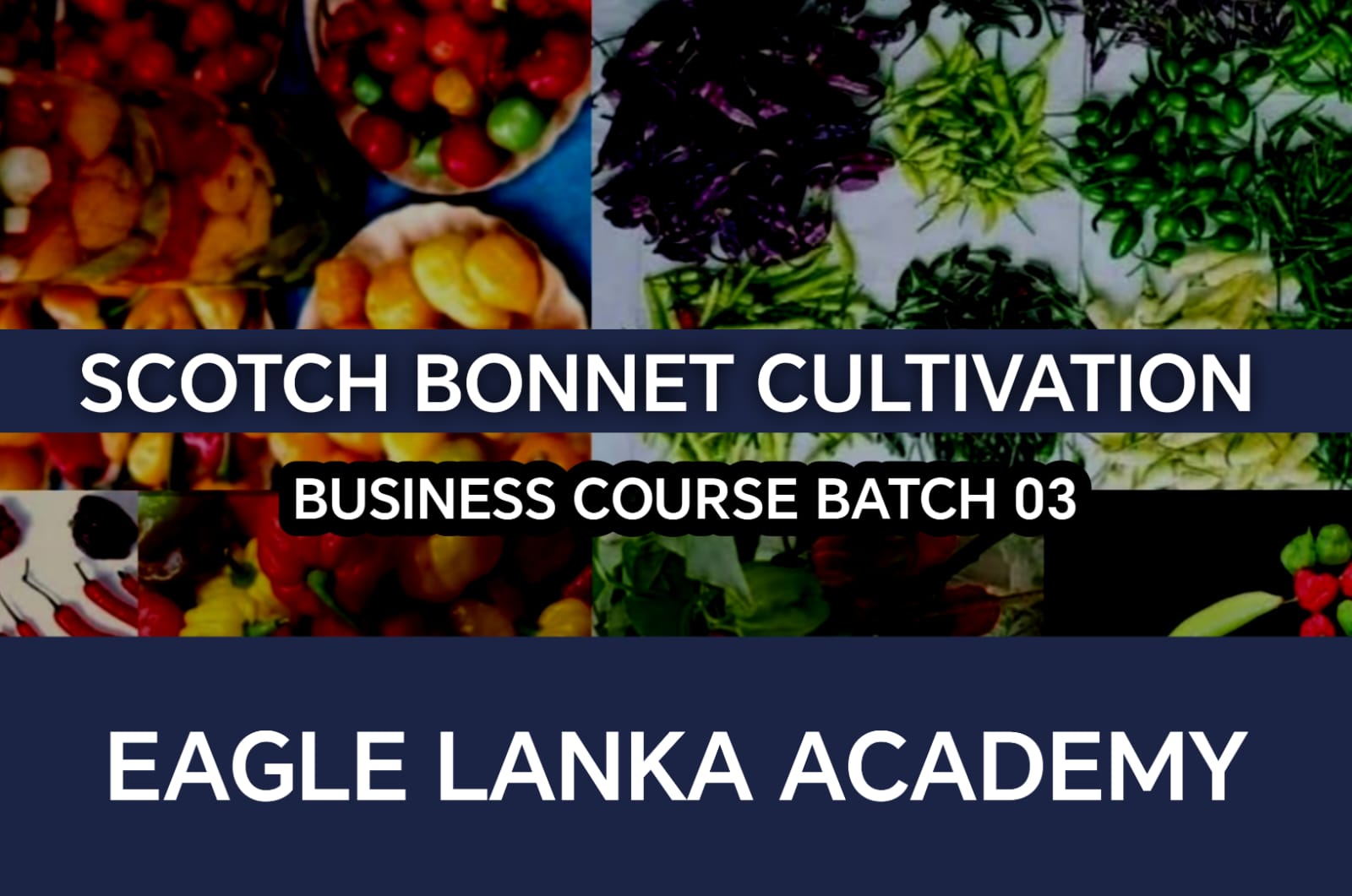 Scotch bonnet cultivation business course Batch 03